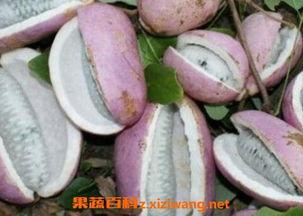 恩施科技院吃瓜,揭秘吃瓜背后的科技奥秘